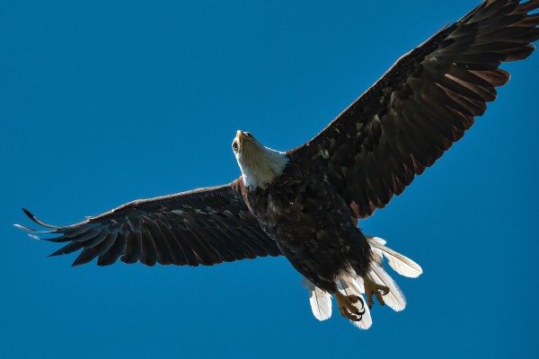 soaring eagle  by Andrew Wasik